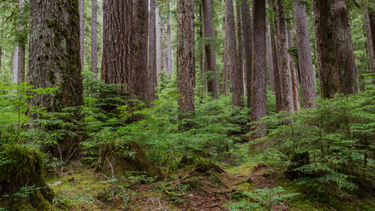 FLA Asks Agencies to Carefully Consider Approach to Conserving and Defining “Old Growth”
