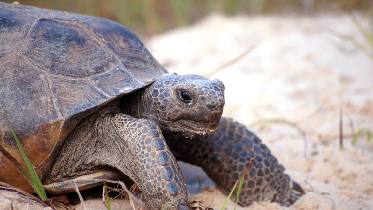 Collaborative Conservation Leads to Decision to Not List Gopher Tortoise in Eastern Segment