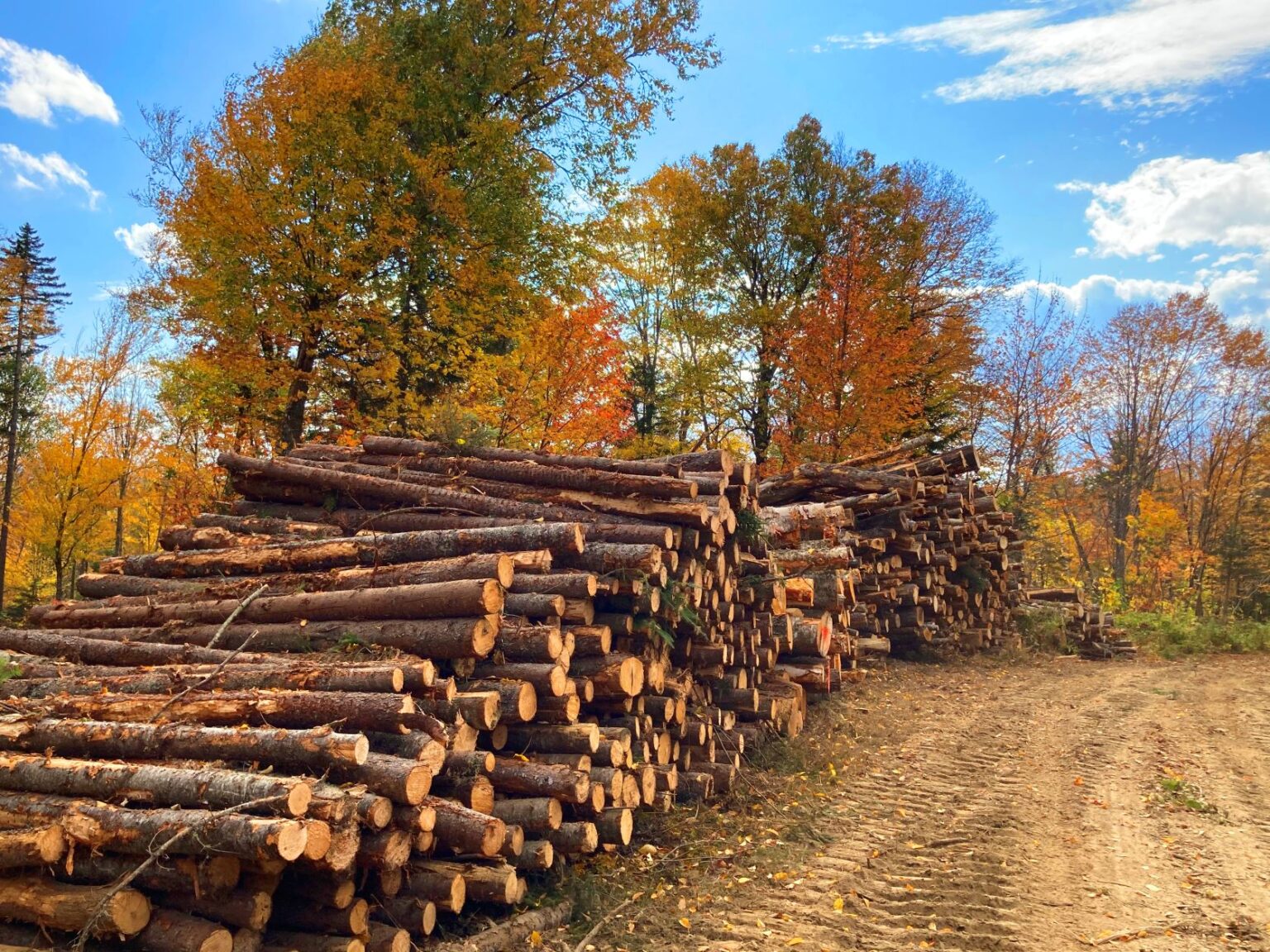Working Forest President Biden Recognizes Benefits of Working Forests During National ...