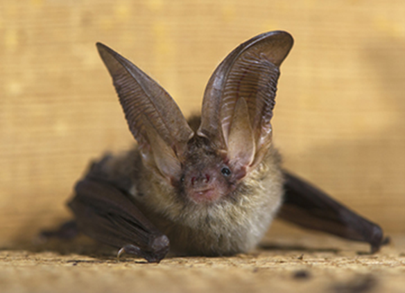 FLA Fights for Workable Solutions in Northern Long-eared Bat Reclassification