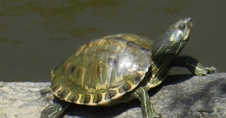 Service Lists Pearl River Map Turtle as Threatened